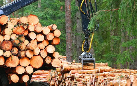 Lumberjack with modern harvester working in a forest. Wood as a source renewable energy.